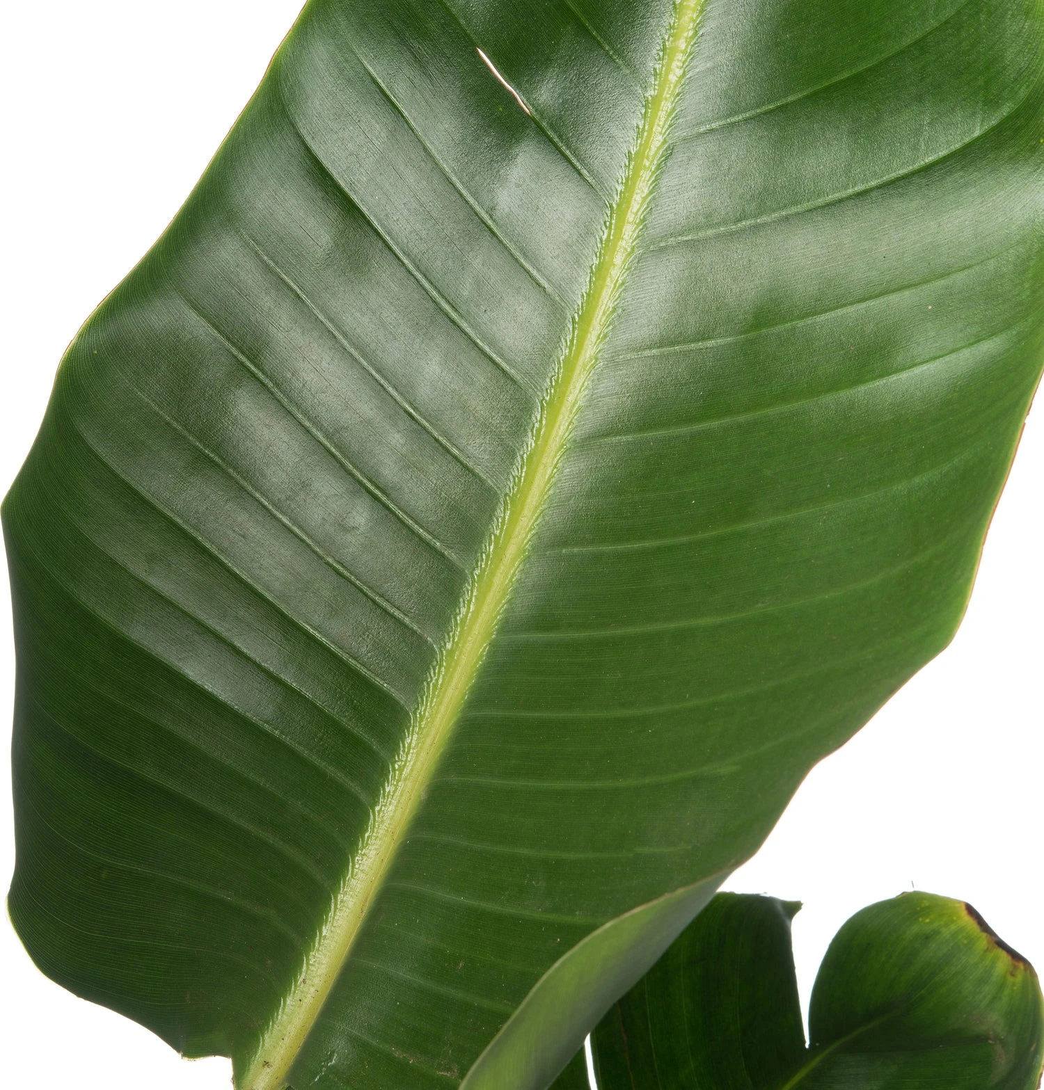 Paradijsvogelplant (Strelitzia Nicolai) D 36 H 180 Cm 3 Paradijsvogelplant (Strelitzia Nicolai) D 36 H 180 Cm - Afbeelding 3