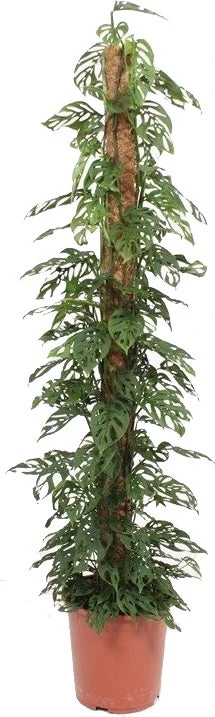 Gatenplant Met Mosstok (Monstera 'Monkey Mask') D 27 H 150 Cm 1 Gatenplant Met Mosstok (Monstera 'Monkey Mask') D 27 H 150 Cm