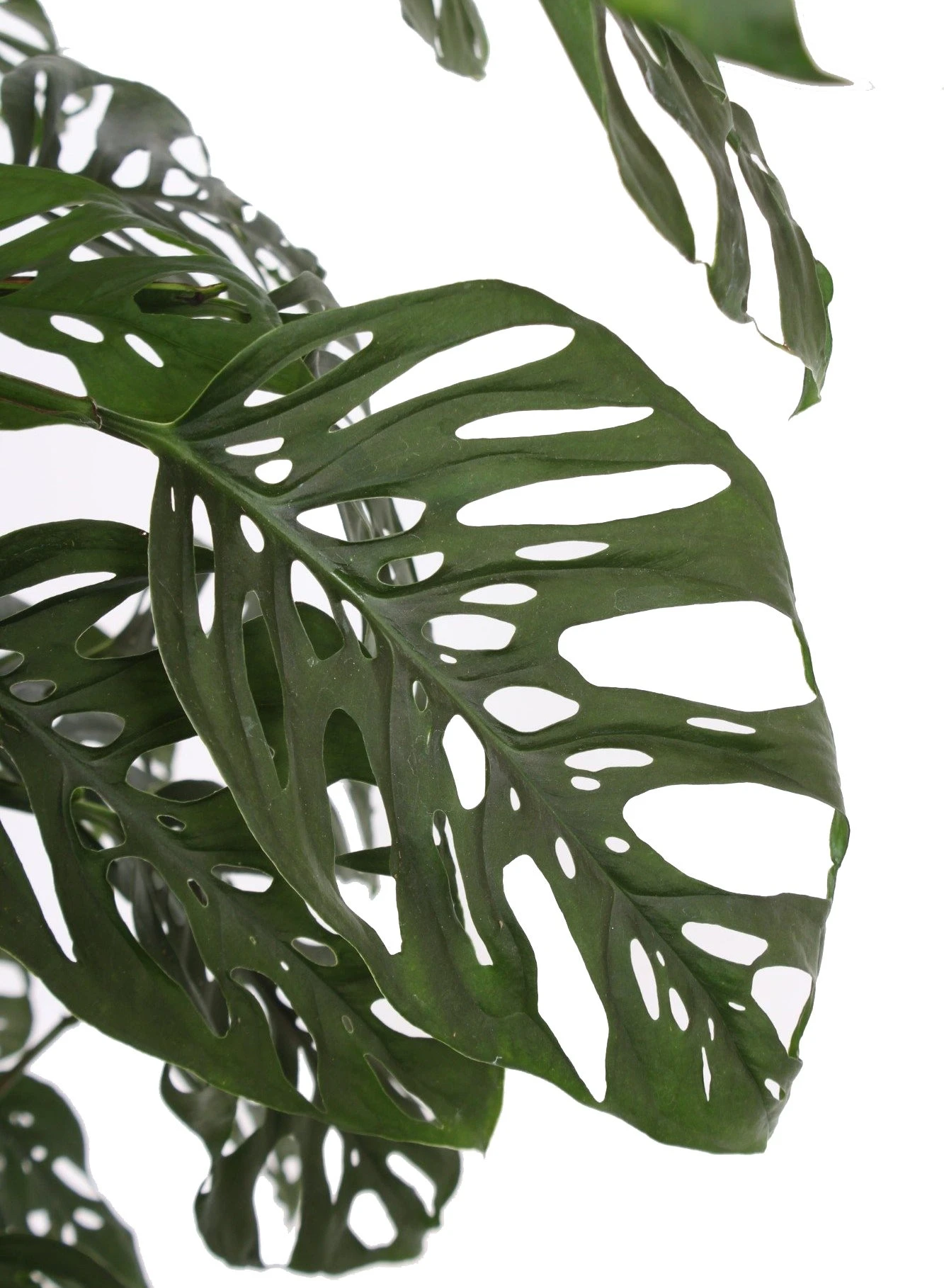 Gatenplant Met Mosstok (Monstera 'Monkey Mask') D 27 H 150 Cm 2 Gatenplant Met Mosstok (Monstera 'Monkey Mask') D 27 H 150 Cm - Afbeelding 2