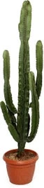 Cowboycactus (Euphorbia Erytrea) D 35 H 160 Cm 1 Cowboycactus (Euphorbia Erytrea) D 35 H 160 Cm