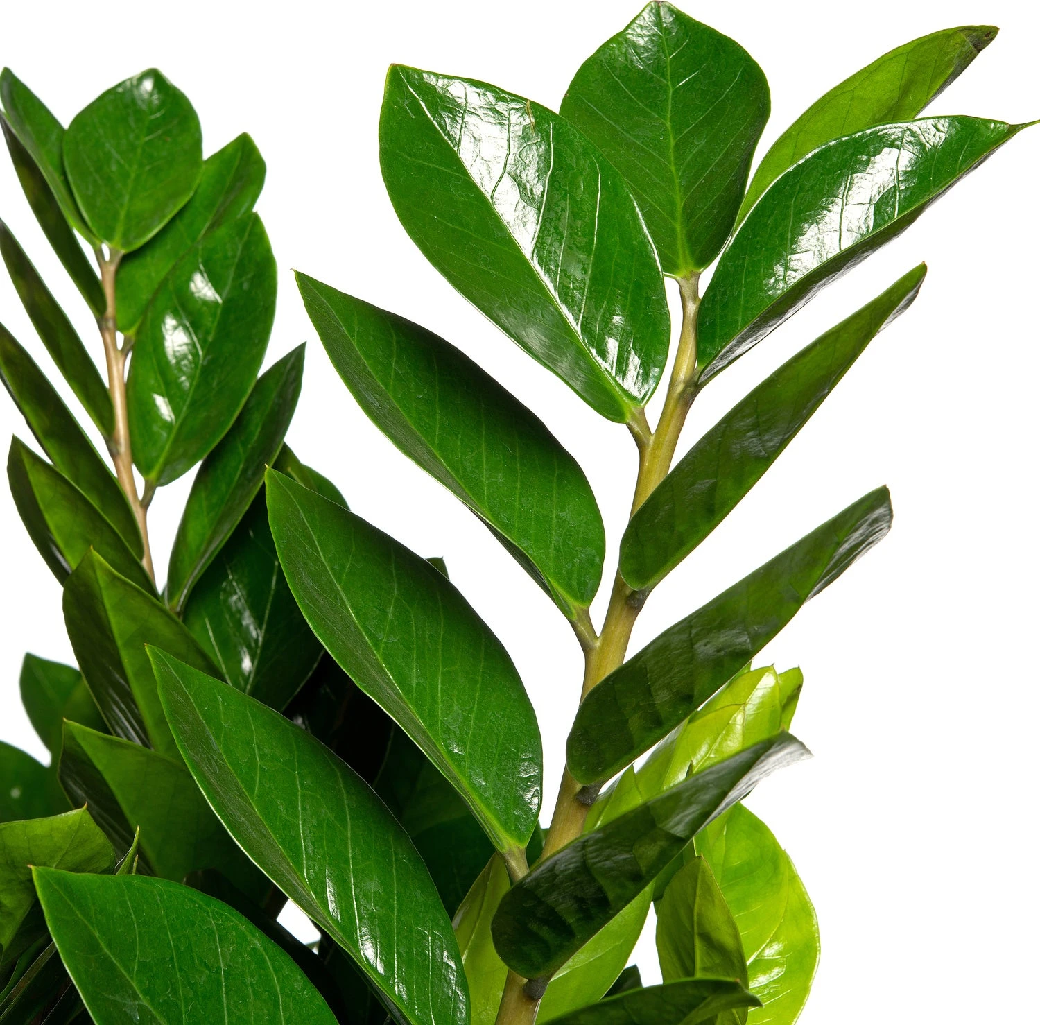 Zamioculcas (Zamioculcas Zamiifolia) D 40 H 100 Cm 2 Zamioculcas (Zamioculcas Zamiifolia) D 40 H 100 Cm - Afbeelding 2