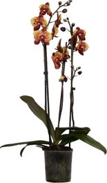 Vlinderorchidee 3 Tak (Phalaenopsis 'DesignZ') Geel D 12 H 55 Cm 1 Vlinderorchidee 3 Tak (Phalaenopsis 'DesignZ') Geel D 12 H 55 Cm