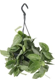 Scindapsus In Hangpot (Scindapsus Pictus 'Silvery Ann') D 14 H 40 Cm 1 Scindapsus In Hangpot (Scindapsus Pictus 'Silvery Ann') D 14 H 40 Cm