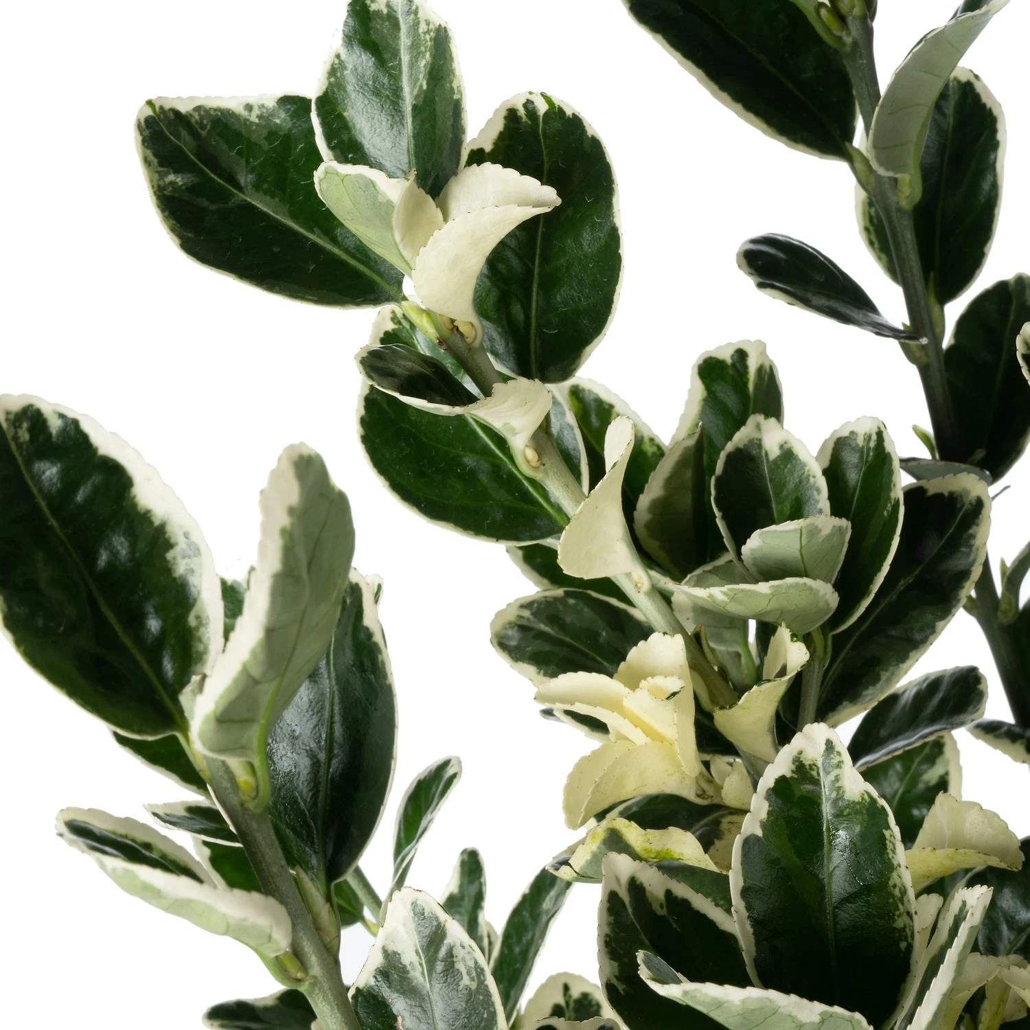 Japanse Kardinaalsmuts (Euonymus Japonica 'Kathy') D 17 H 45 Cm 2 Japanse Kardinaalsmuts (Euonymus Japonica 'Kathy') D 17 H 45 Cm - Afbeelding 2