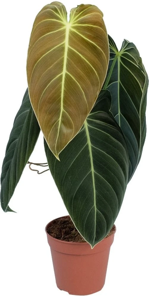 Philodendron (Philondendron Melanochrysum) D 12 H 40 Cm 2 Philodendron (Philondendron Melanochrysum) D 12 H 40 Cm - Afbeelding 2