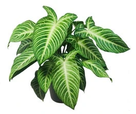 Xanthosoma (Xanthosoma Lindenii) D 24 H 60 Cm