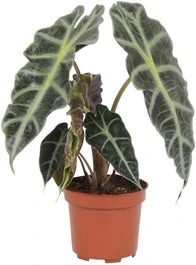 Skeletplant (Alocasia 'Polly') D 12 H 38 Cm