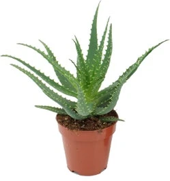 Aloë (Aloë Arborescens) D 17 H 30 Cm