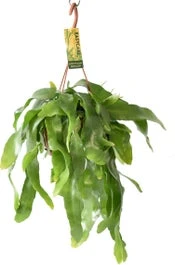 Bladcactus In Hangpot (Epiphyllum Pumilum) D 14 H 30 Cm