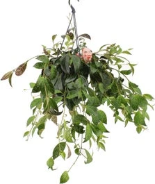 Lipstickplant In Hangpot (Aeschynanthus Marmoratus) D 15 H 25 Cm