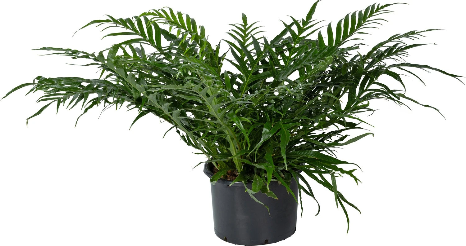 Slangenblad (Aglaomorpha Coronans 'Jim') D 37 H 80 Cm 1 Slangenblad (Aglaomorpha Coronans 'Jim') D 37 H 80 Cm