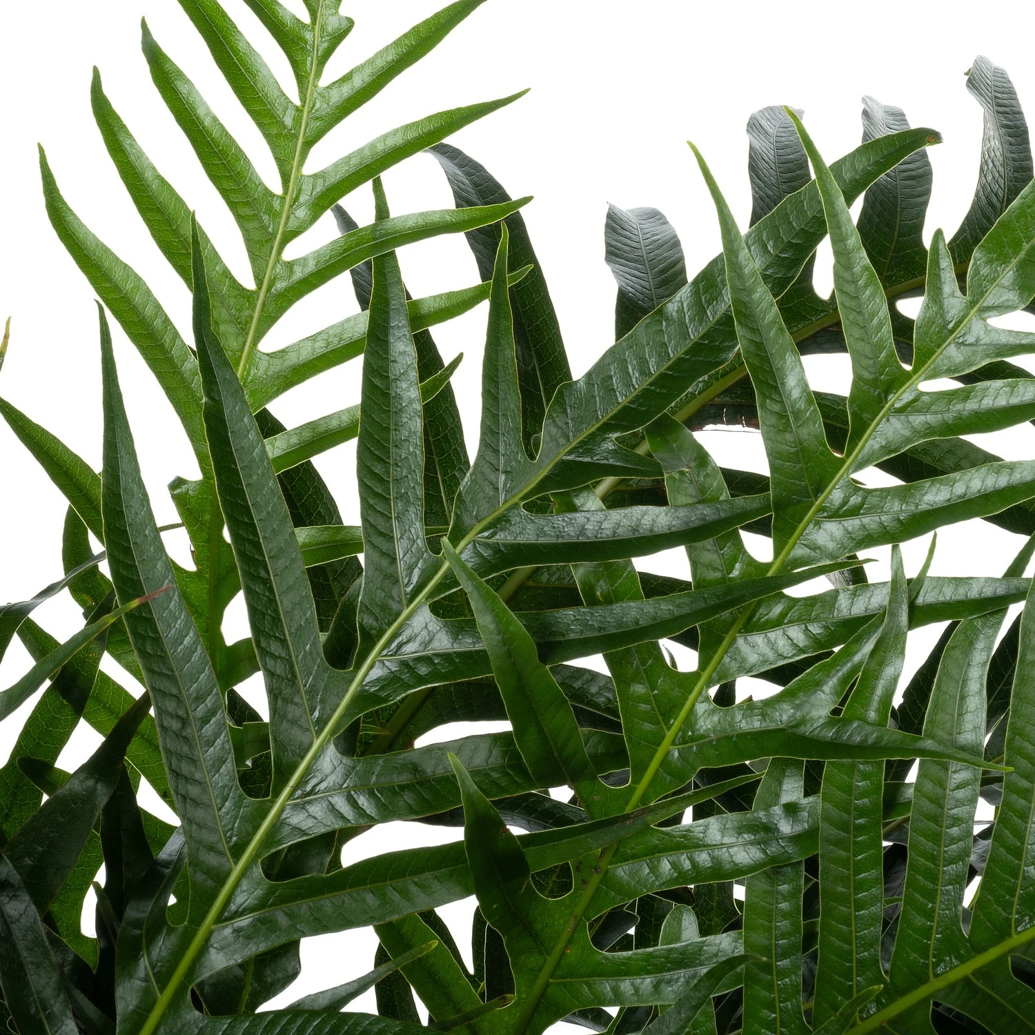 Slangenblad (Aglaomorpha Coronans 'Jim') D 37 H 80 Cm 2 Slangenblad (Aglaomorpha Coronans 'Jim') D 37 H 80 Cm - Afbeelding 2