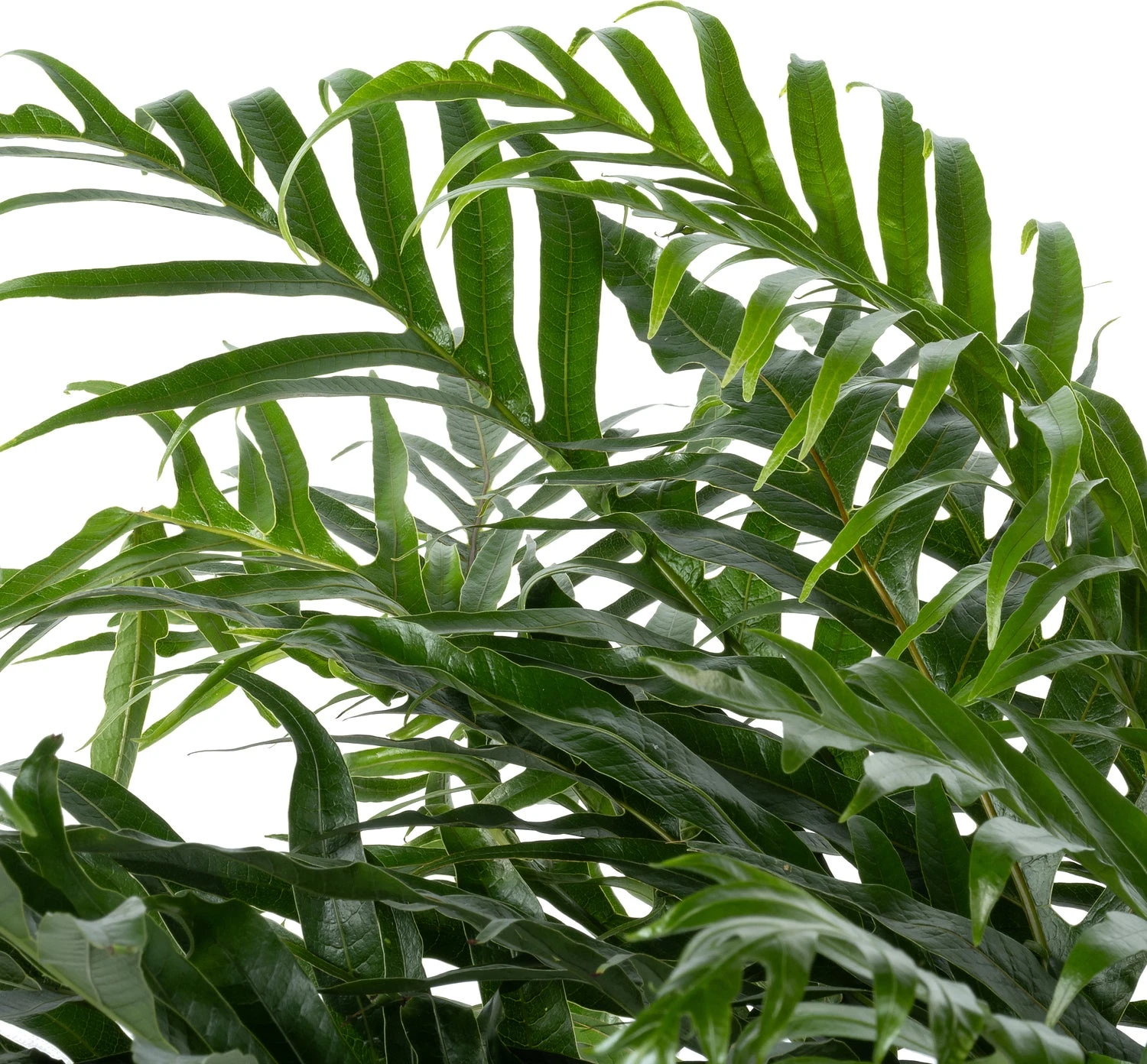 Slangenblad (Aglaomorpha Coronans 'Jim') D 37 H 80 Cm 3 Slangenblad (Aglaomorpha Coronans 'Jim') D 37 H 80 Cm - Afbeelding 3