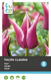 Intratuin Bloembollen Tulp (Tulipa 'Claudia') 10 Stuks 1 Intratuin Bloembollen Tulp (Tulipa 'Claudia') 10 Stuks