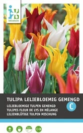 Intratuin Bloembollen Tulp (Tulipa 'Lilyflowering') Leliebloemig Gemengd 10 Stuks 1 Intratuin Bloembollen Tulp (Tulipa 'Lilyflowering') Leliebloemig Gemengd 10 Stuks