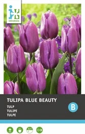 Intratuin Bloembollen Tulp (Tulipa 'Blue Beauty') 10 Stuks 1 Intratuin Bloembollen Tulp (Tulipa 'Blue Beauty') 10 Stuks