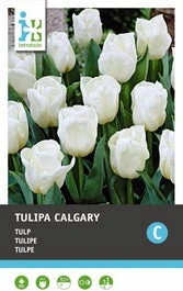 Intratuin Bloembollen Tulp (Tulipa 'Calgary') 10 Stuks 1 Intratuin Bloembollen Tulp (Tulipa 'Calgary') 10 Stuks