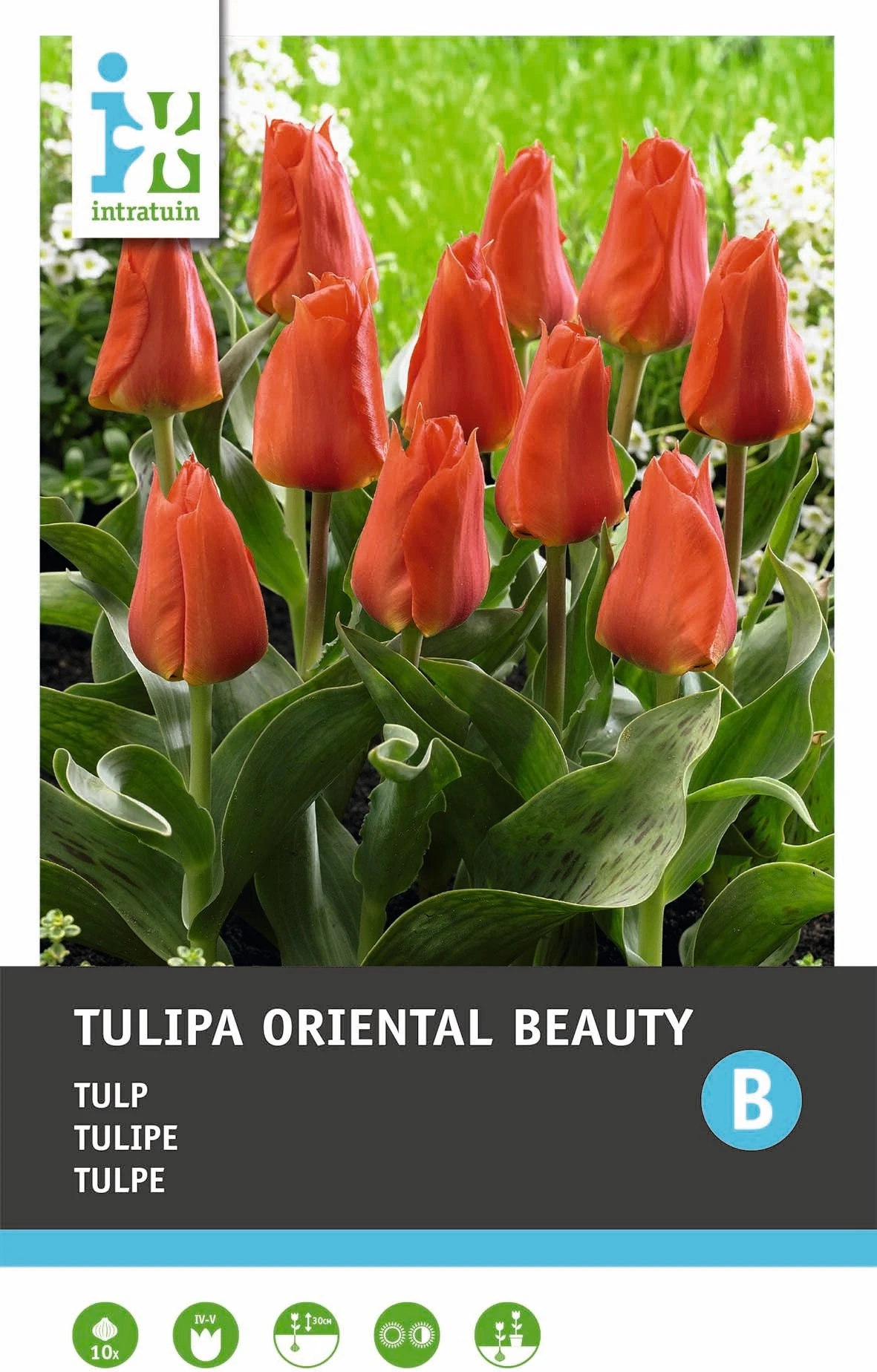 Intratuin Bloembollen Tulp (Tulipa 'Oriental Beauty') 10 Stuks 2 Intratuin Bloembollen Tulp (Tulipa 'Oriental Beauty') 10 Stuks - Afbeelding 2