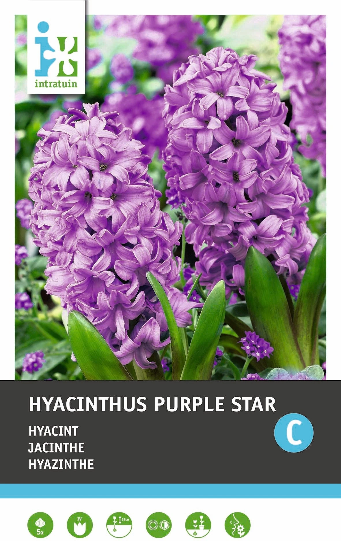 Intratuin Bloembollen Hyacint (Hyacinthus Orientalis 'Purple Star') 5 Stuks 2 Intratuin Bloembollen Hyacint (Hyacinthus Orientalis 'Purple Star') 5 Stuks - Afbeelding 2