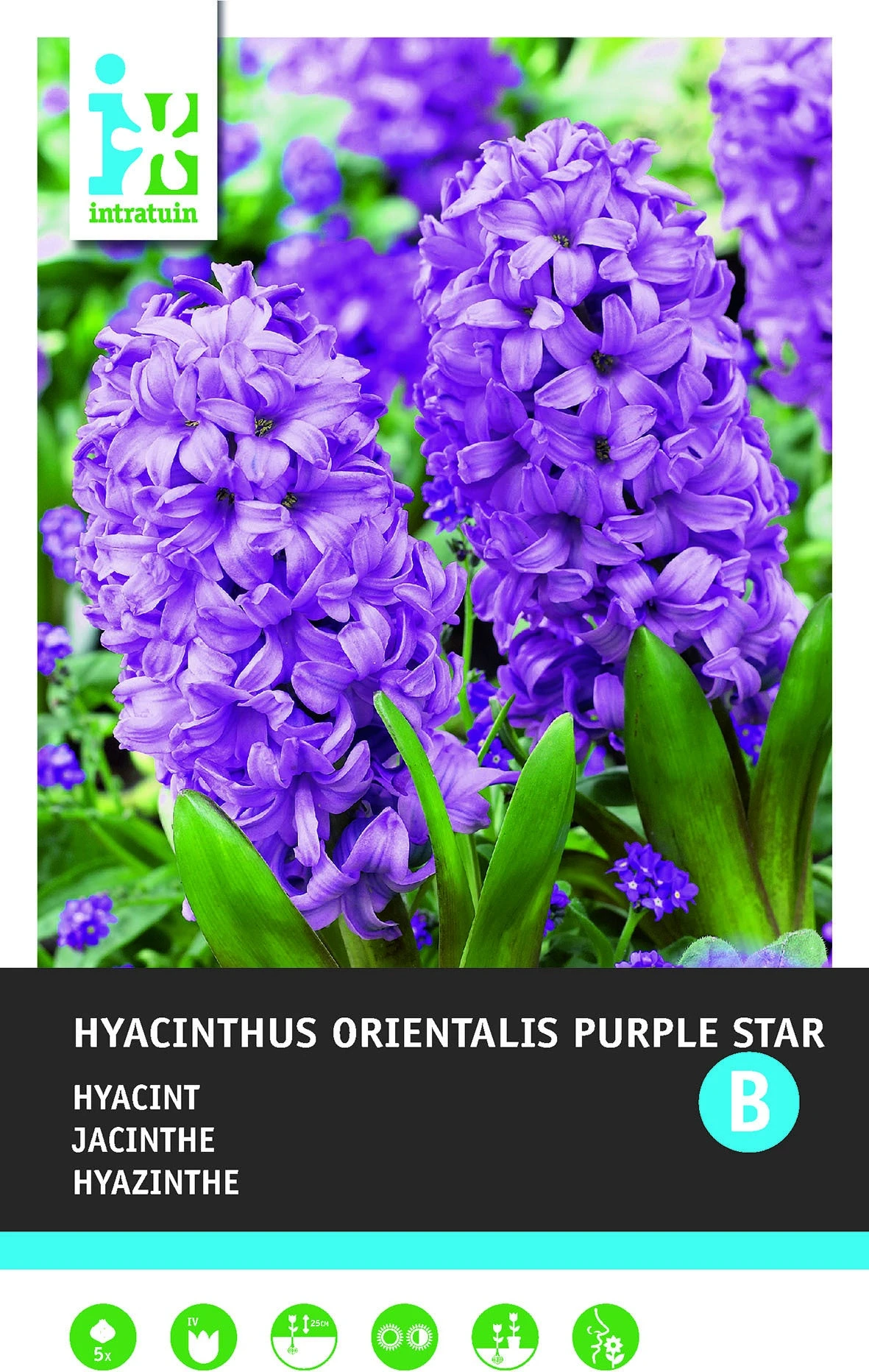 Intratuin Bloembollen Hyacint (Hyacinthus Orientalis 'Purple Star') 5 Stuks 1 Intratuin Bloembollen Hyacint (Hyacinthus Orientalis 'Purple Star') 5 Stuks