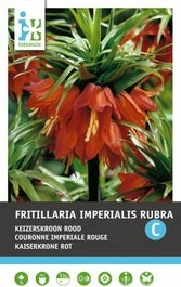 Intratuin Bloembollen Keizerskroon (Fritillaria Imperialis 'Rubra')