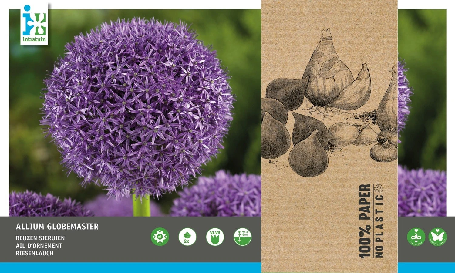 Intratuin Bloembollen Sierui (Allium 'Globemaster') 2 Stuks 1 Intratuin Bloembollen Sierui (Allium 'Globemaster') 2 Stuks