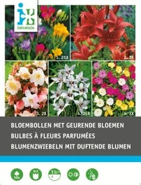 Intratuin Bloembollen Geurend 58 Stuks 1 Intratuin Bloembollen Geurend 58 Stuks