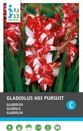 Gladiool (Gladiolen 'Koi Pursuit') 10 Stuks