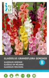 Intratuin Bloembollen Gladiool (Gladiolus Grandiflora) 10 Stuks