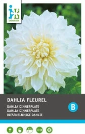 Intratuin Dahlia Knol (Dahlia 'Fleurel') 1 Intratuin Dahlia Knol (Dahlia 'Fleurel')