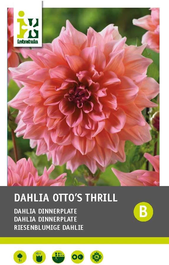 Intratuin Dahlia Knol (Dahlia 'Otto's Thrill') 1 Intratuin Dahlia Knol (Dahlia 'Otto's Thrill')