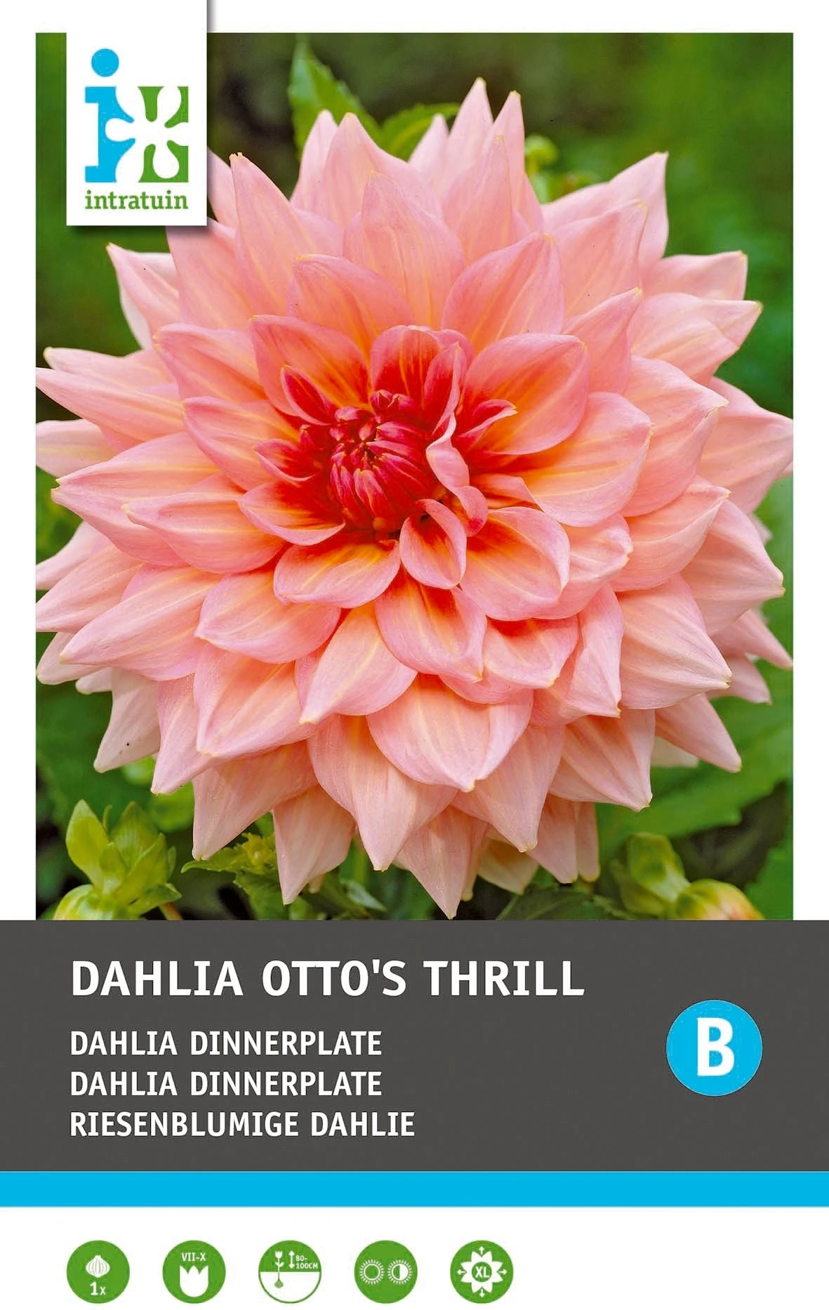 Intratuin Dahlia Knol (Dahlia 'Otto's Thrill') 2 Intratuin Dahlia Knol (Dahlia 'Otto's Thrill') - Afbeelding 2