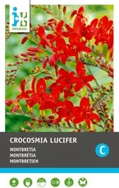 Intratuin Bloembollen Montbretia (Crocosmia 'Lucifer') Rood 12 Stuks 1 Intratuin Bloembollen Montbretia (Crocosmia 'Lucifer') Rood 12 Stuks