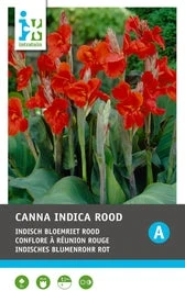 Intratuin Indisch Bloemriet Knol (Canna Indica 'Greenleaves') Rood 2 Stuks 1 Intratuin Indisch Bloemriet Knol (Canna Indica 'Greenleaves') Rood 2 Stuks