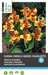 Intratuin Knol Indisch Bloemriet (Canna Indica 'Lucifer') 2 Stuks 1 Intratuin Knol Indisch Bloemriet (Canna Indica 'Lucifer') 2 Stuks