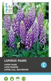 Intratuin Knol Lupine (Lupinus) Paars 4 Stuks 1 Intratuin Knol Lupine (Lupinus) Paars 4 Stuks