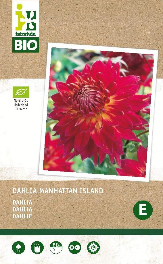 Intratuin Biologische Dahlia Knol (Dahlia 'Manhattan Island') 1 Intratuin Biologische Dahlia Knol (Dahlia 'Manhattan Island')