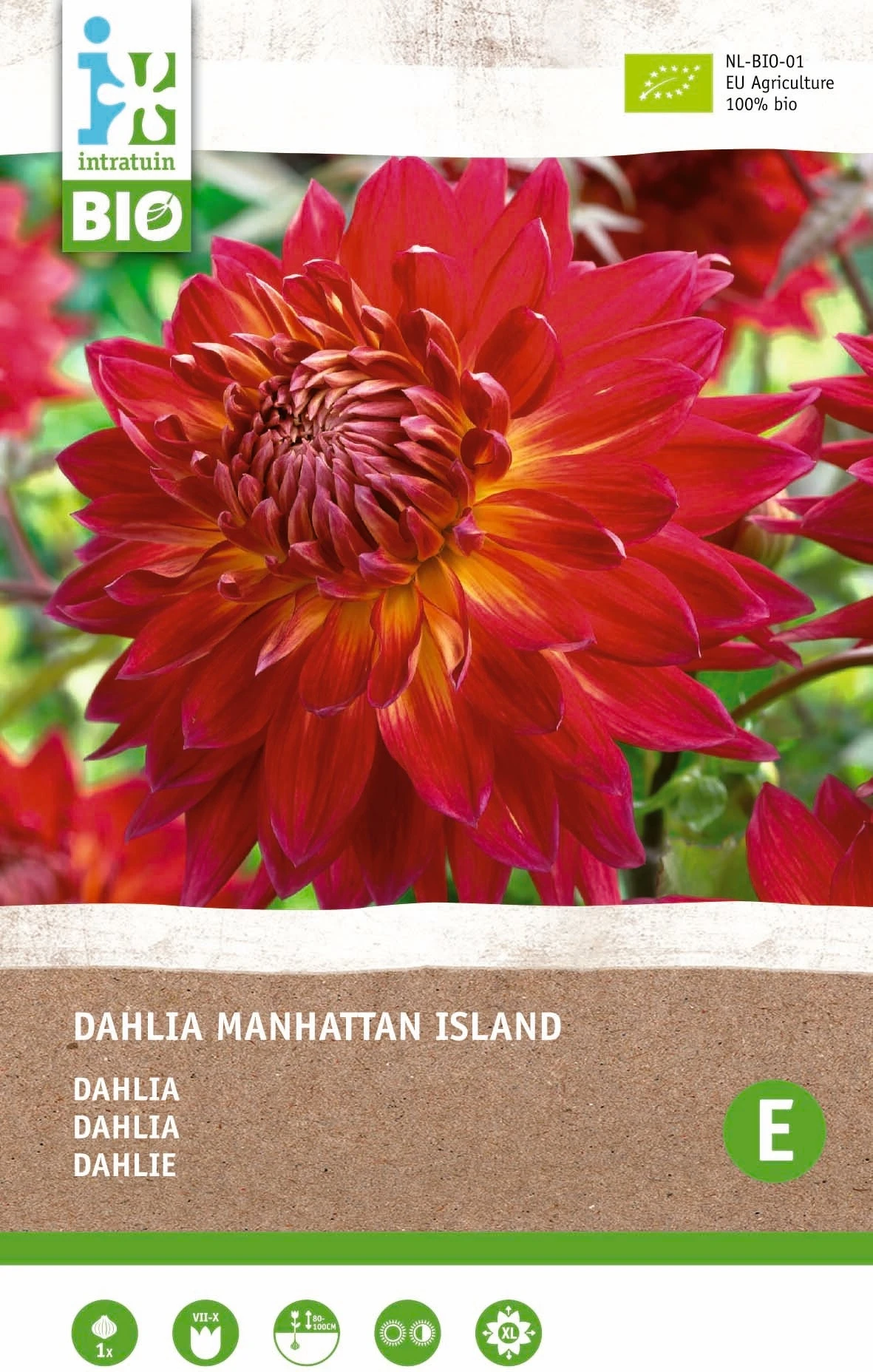 Intratuin Biologische Dahlia Knol (Dahlia 'Manhattan Island') 2 Intratuin Biologische Dahlia Knol (Dahlia 'Manhattan Island') - Afbeelding 2