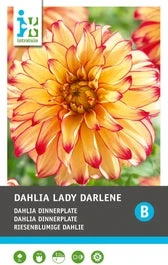 Intratuin Dahlia Knol (Dahlia 'Lady Darlene') 1 Intratuin Dahlia Knol (Dahlia 'Lady Darlene')