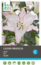 Intratuin Bloembollen Lelie (Lilium Oriental 'Brasilia') 2 Stuks 1 Intratuin Bloembollen Lelie (Lilium Oriental 'Brasilia') 2 Stuks