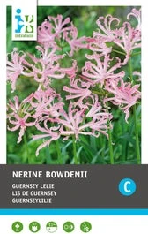 Intratuin Bloembollen Kliplelie (Nerine Bowdenii) 3 Stuks 1 Intratuin Bloembollen Kliplelie (Nerine Bowdenii) 3 Stuks