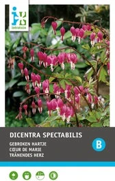 Intratuin Gebroken Hartje Knol (Dicentra Spectabilis 'Pink') 1 Intratuin Gebroken Hartje Knol (Dicentra Spectabilis 'Pink')