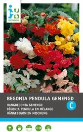 Intratuin Begonia Knol (Begonia Pendula) Gemengd 3 Stuks