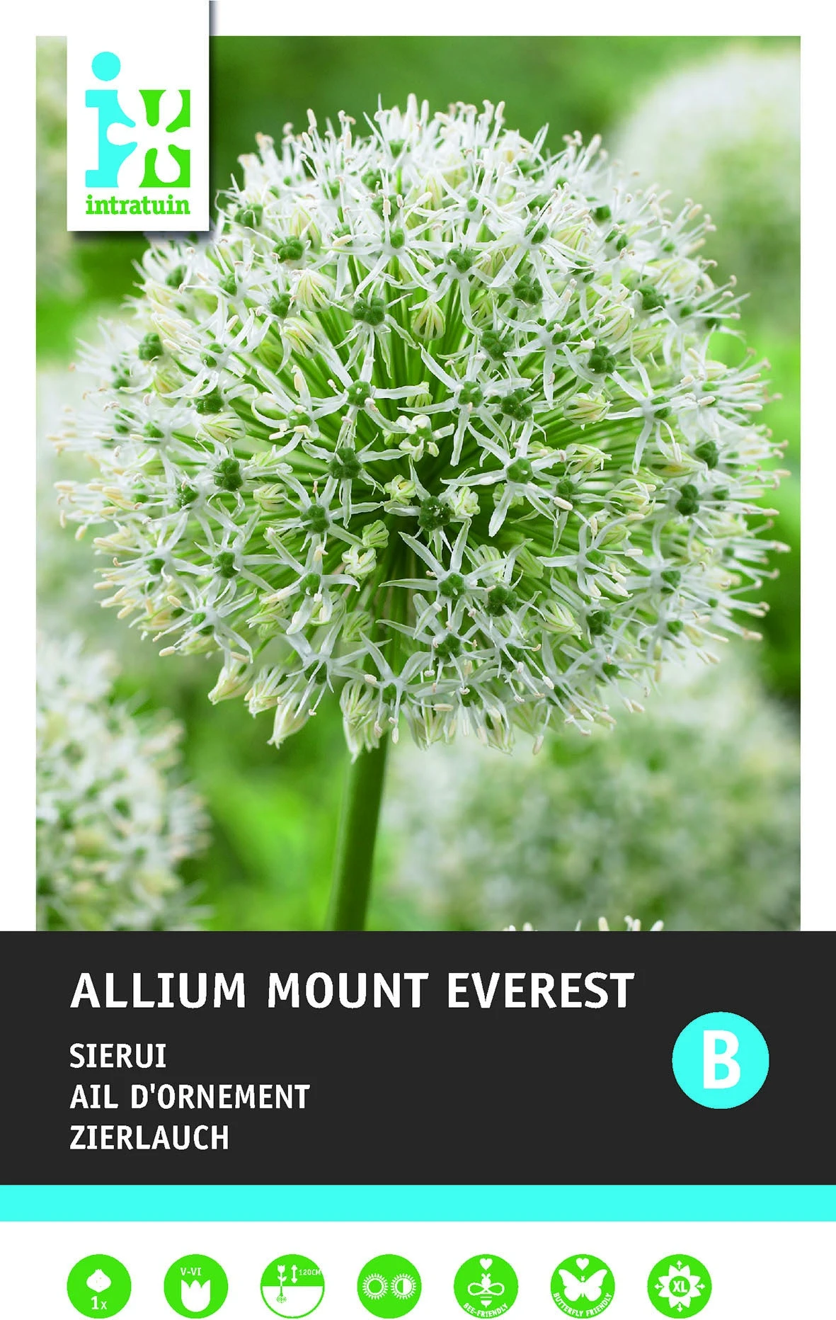 Intratuin Bloembollen Sierui (Allium 'Mount Everest') 1 Intratuin Bloembollen Sierui (Allium 'Mount Everest')