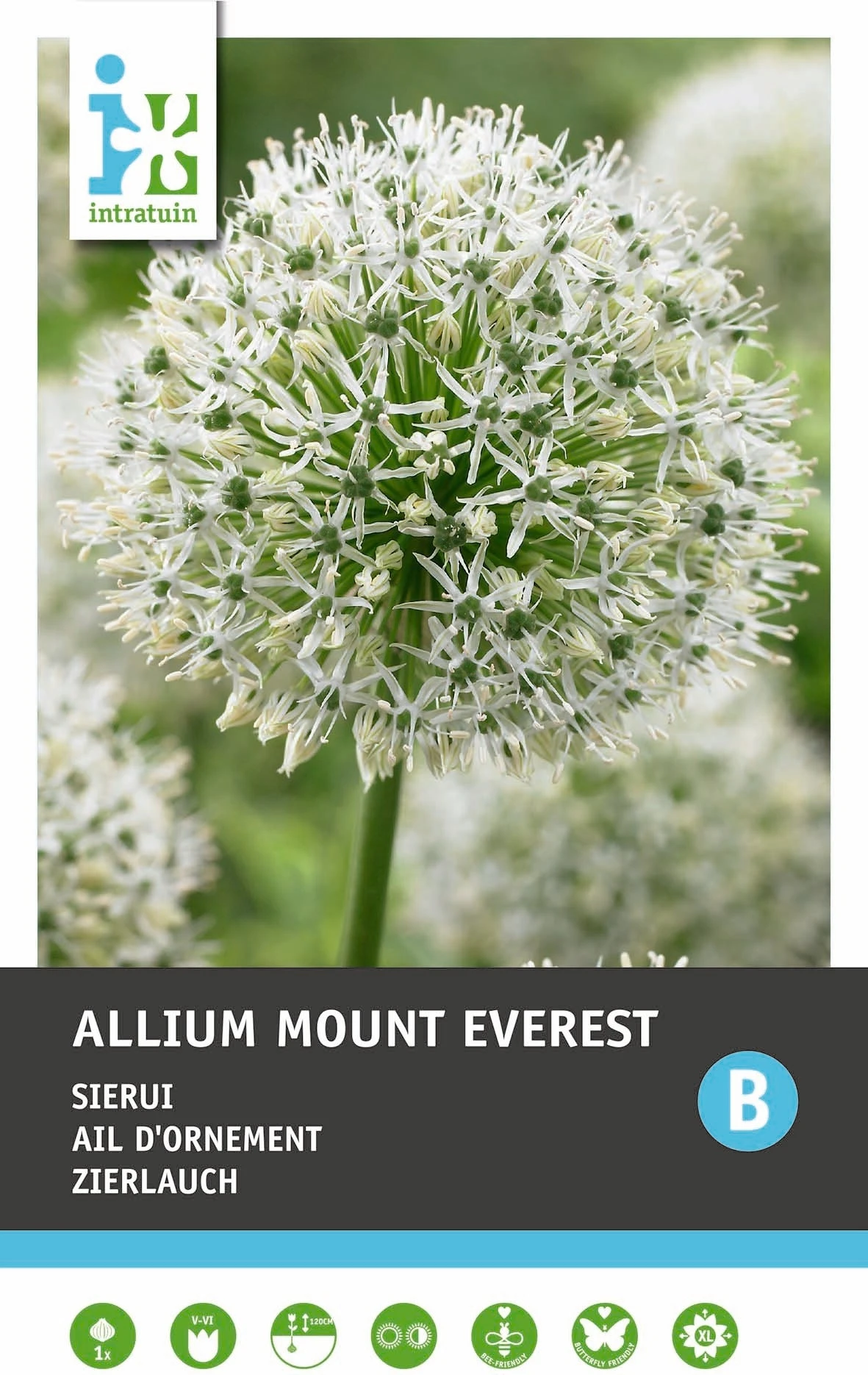 Intratuin Bloembollen Sierui (Allium 'Mount Everest') 2 Intratuin Bloembollen Sierui (Allium 'Mount Everest') - Afbeelding 2
