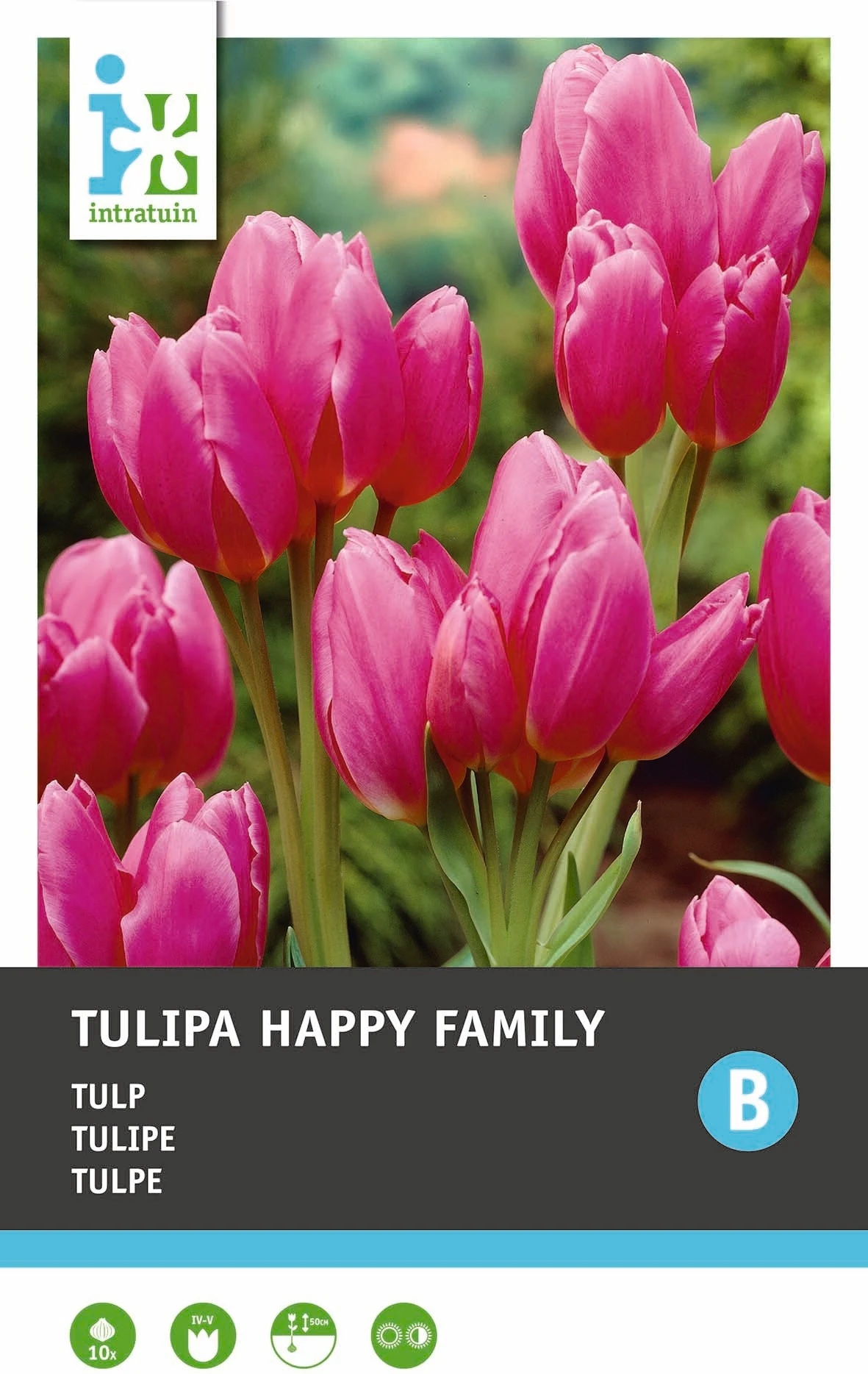 Intratuin Bloembollen Tulp (Tulipa 'Happy Family') 10 Stuks 2 Intratuin Bloembollen Tulp (Tulipa 'Happy Family') 10 Stuks - Afbeelding 2