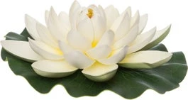 Intratuin Drijfbloem Waterlelie Wit D 28 H 9 Cm