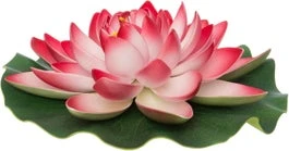 Intratuin Drijfbloem Waterlelie Donkerroze D 28 H 9 Cm