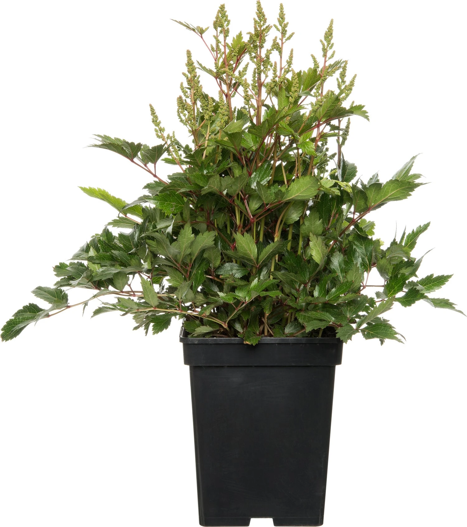 Pluimspirea (Astilbe 'Younique') Wit D 23 H 30 Cm 1 Pluimspirea (Astilbe 'Younique') Wit D 23 H 30 Cm