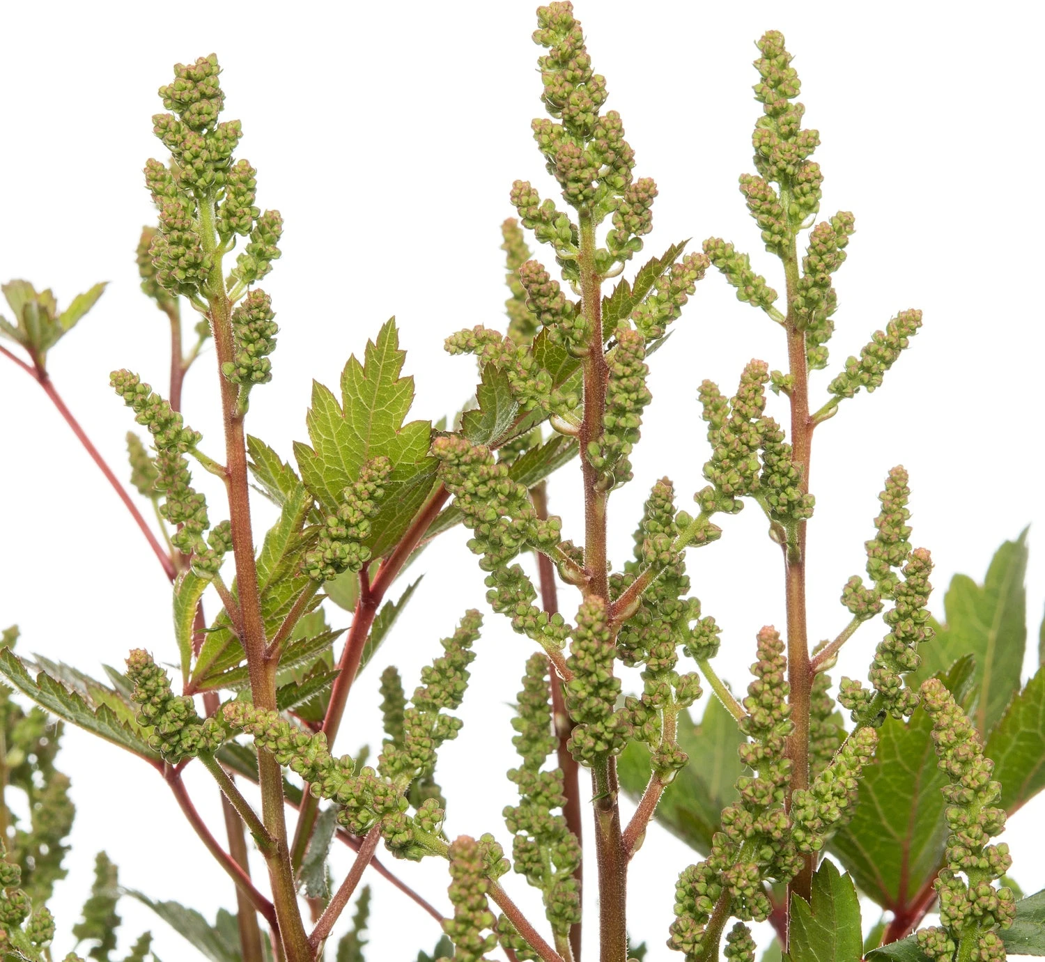 Pluimspirea (Astilbe 'Younique') Wit D 23 H 30 Cm 2 Pluimspirea (Astilbe 'Younique') Wit D 23 H 30 Cm - Afbeelding 2